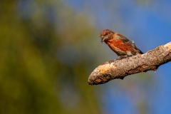 Laura-Sartor-LS_IMG_1861