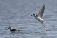 Pantane-Tringa-nebularia_DSC4090