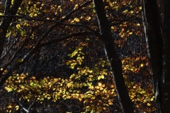 faggeta_DSC2864