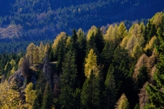 Federico_larici_abeti_rossi_e_bostrico