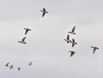 fischioni_P-Ugo-DSC4242