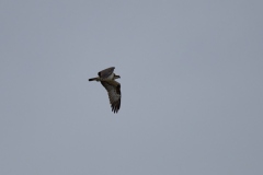 falco-pescatore-Renato-4