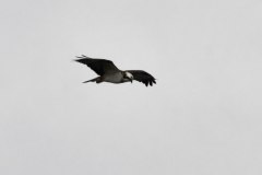 falco-pescatore_P-Ugo-DSC4350