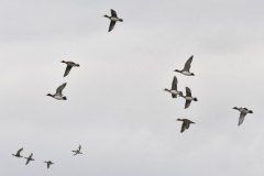 fischioni_P-Ugo-DSC4242