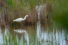 ADS_0144-Garzetta-Egretta-garzetta