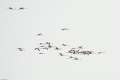 ADS_9744-Fenicotteri-Phoenicopterus-ruber