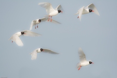 ADS_9772-2-Gabbiano-corallino-Larus-melanocephalus