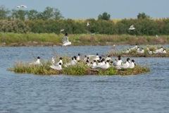 ADS_9803-Gabbiano-corallino-Larus-melanocephalus