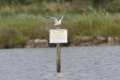 sterna-comune_DSC9205