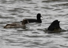 folaga-marron-CanneviS_DSC0689