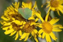 Callophrys-rubi