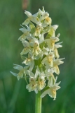 DSCF9381-Orchide-sambucina-Dactylorhiza-sambucina