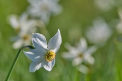 DSCF9396-Narciso-Narcissus-poeticus