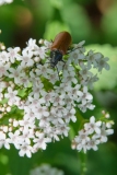 DSCF9432-Valeriana-sp