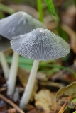 DSCF9474