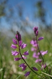 DSCF9519-Polygala-nicaeensis