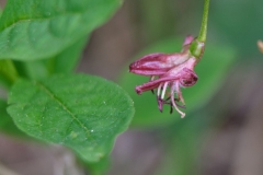 DSCF9606-Lonicera-alpigena