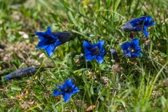 Gentiana-clusii-DSC_6622