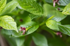 Lonicera-alpigena-DSC_6699
