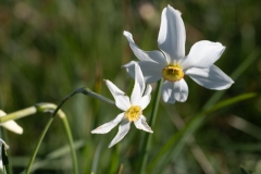 Narcissus-poeticus-DSC_6611