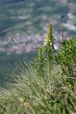 Pedicularis-comosa-DSC_6638