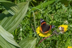 Vanessa-atalanta-DSC_6683