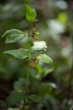 Vicia-oroboides-DSC_6637