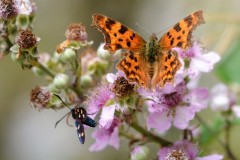 01-Arzignano-Vi-Polygonia-c-album