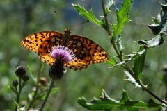 03-Altopiano-di-Asiago-Argynnis-aglaja