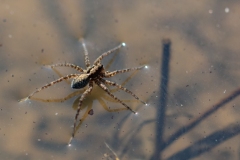 05-Altopiano-di-Asiago-Dolomedes-sp.