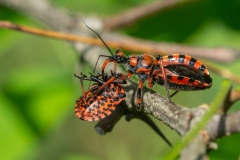 06-Montecchio-Maggiore-Vi-Cimice-assassina-Rhinocoris-iracundus-che-preda-una-Cimice-delle-piante-Graphosoma-italicum