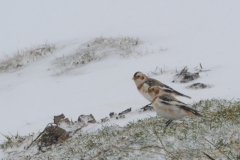 12-Altopiano-di-Asiago-Zigoli-delle-nevi-Plectrophenax-nivalis