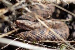 09-Campofontana-Vr-Marasso-Vipera-berus