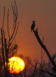 Cormorano-al-tramonto