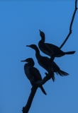 Tre-cormorani
