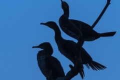 Tre-cormorani