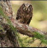 Val Visdende - Gufo Capogrosso (Aegolius funereus)