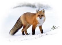 Val Visdende - Volpe Rossa  (Vulpes vulpes)