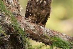 Val Visdende - Gufo Capogrosso (Aegolius funereus)