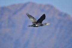 Cormorano-in-volo_5