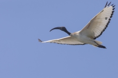 2020-07-26-FD453-AFTM-Mincio-Ibis-Sacro-1422