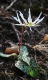 Colli-Euganei-PD-dente-di-cane-Erythronium-dens-canis-2017