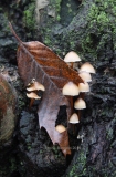 Colli-Euganei-PD-funghi-epifiti-su-castagno-Castanea-sativa-2016