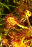 Comelico-BL-drosera-Drosera-sp.-2012