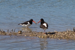Delta-del-Po-RO-beccacce-di-mare-Haematopus-ostralegus-2015