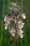 Mestre-VE-elleborina-palustre-Epipactis-palustris-2011