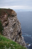 Scozia-colonia-a-Troup-Head-2019
