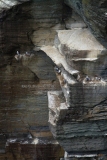 Scozia-colonia-di-gabbiani-tridattili-Rissa-tridactyla-2019