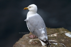 Scozia-gabbiano-reale-nordico-Larus-argentatus-2019