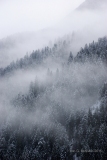 Valle-del-Vanoi-TN-pecceta-Picea-abies-2015